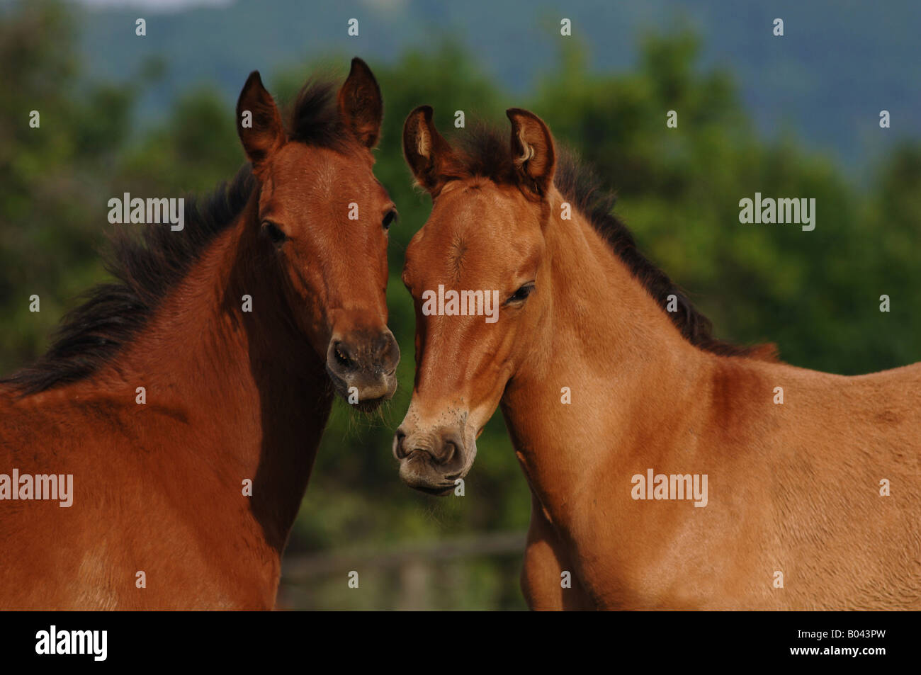 pura raza espanola pre andalusier Andalusian Horse Fohlen Andalusierfohlen Pre Fohlen Foal Stock Photo
