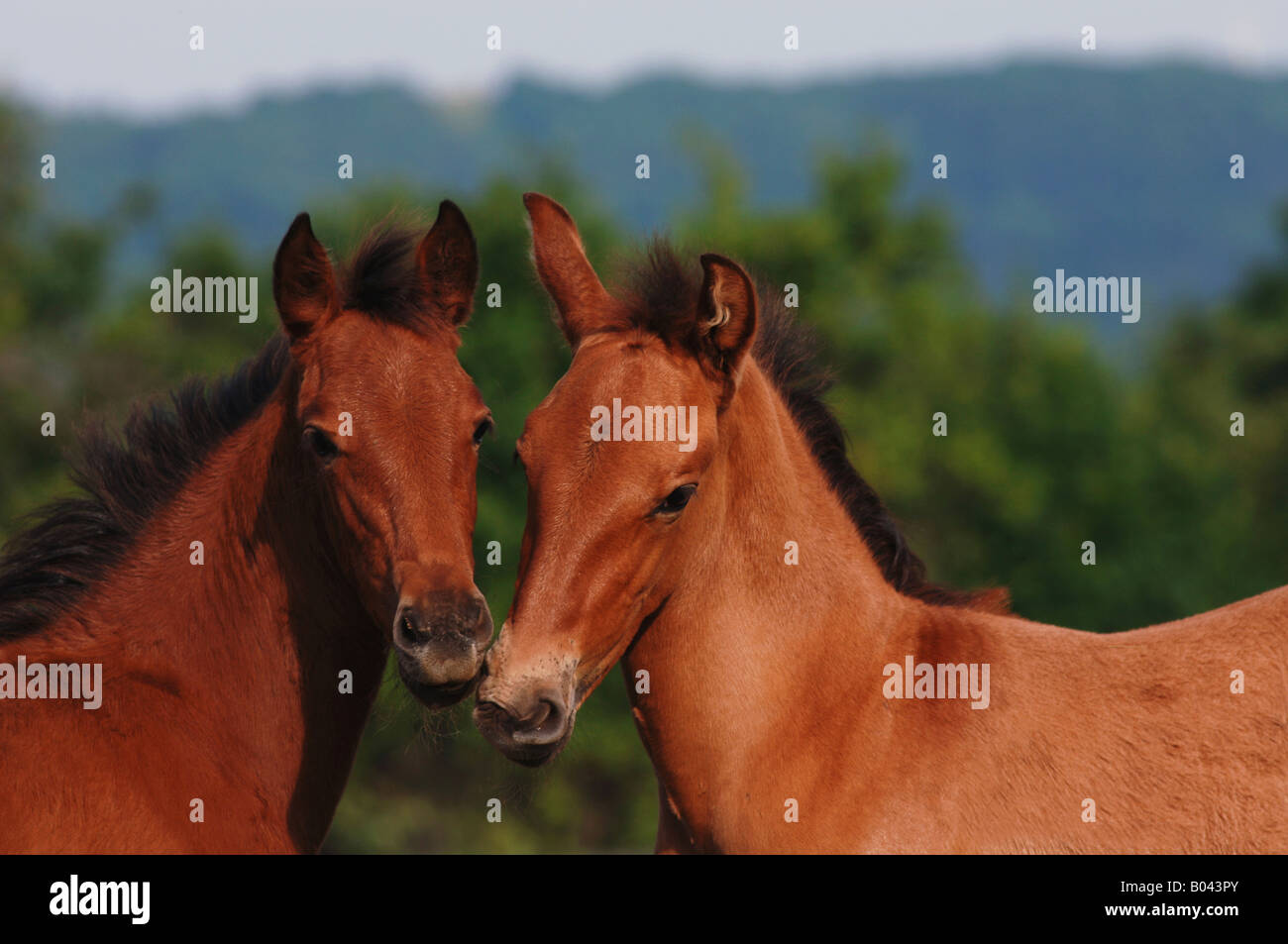 pura raza espanola pre andalusier Andalusian Horse Fohlen Andalusierfohlen Pre Fohlen Foal Stock Photo