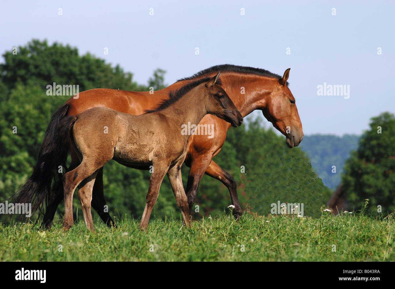 pura raza espanola pre andalusier Andalusian Horse Spanisches Pferd Spain Horses Stock Photo