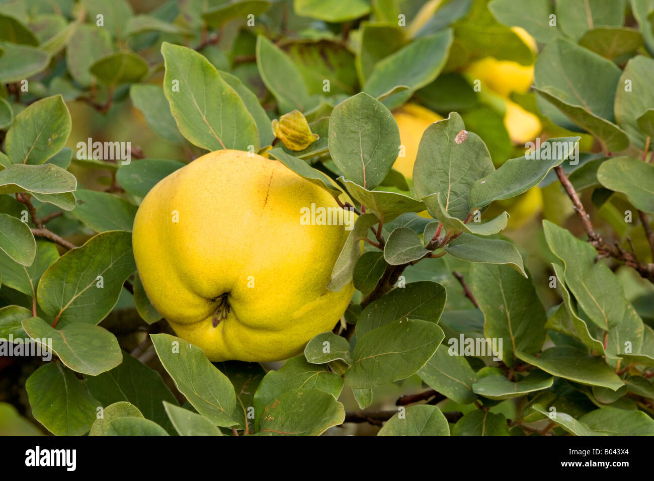 Quinces ripe fruits hanging on branch of quince tree Germany Stock Photo