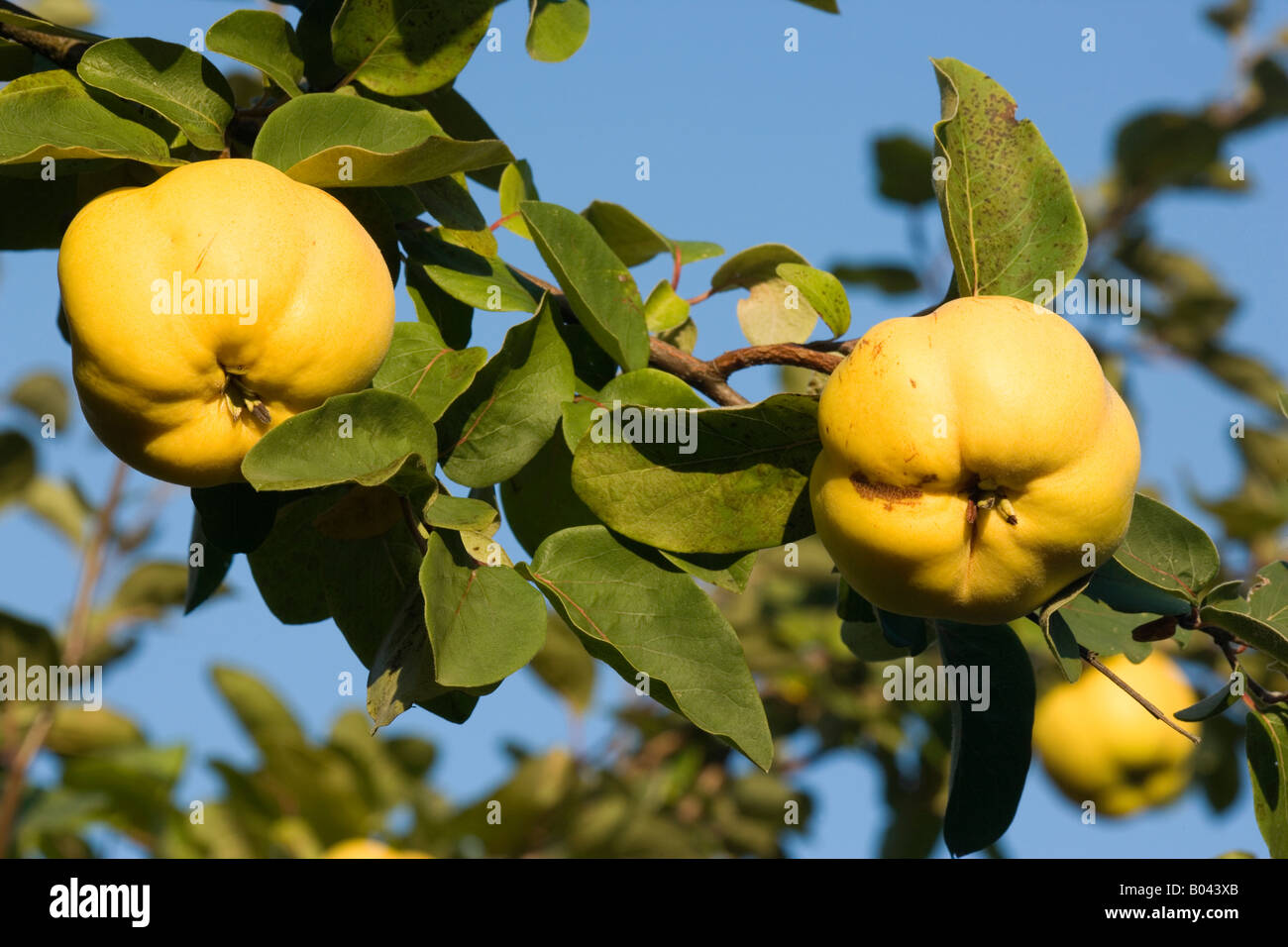 Quinces ripe fruits hanging on branch of quince tree Germany Stock Photo