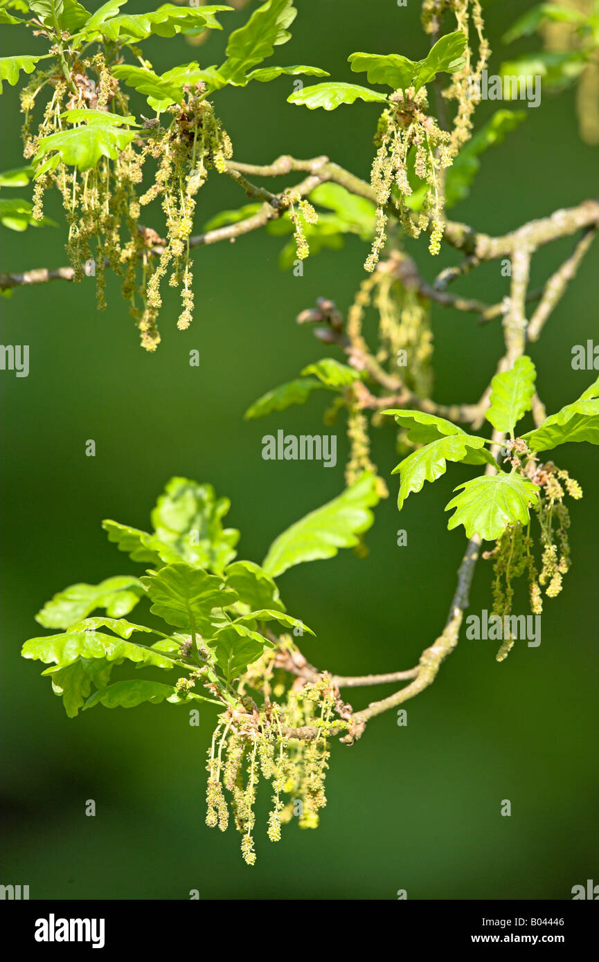 oak oaktree roble chene quercus rubor Stock Photo