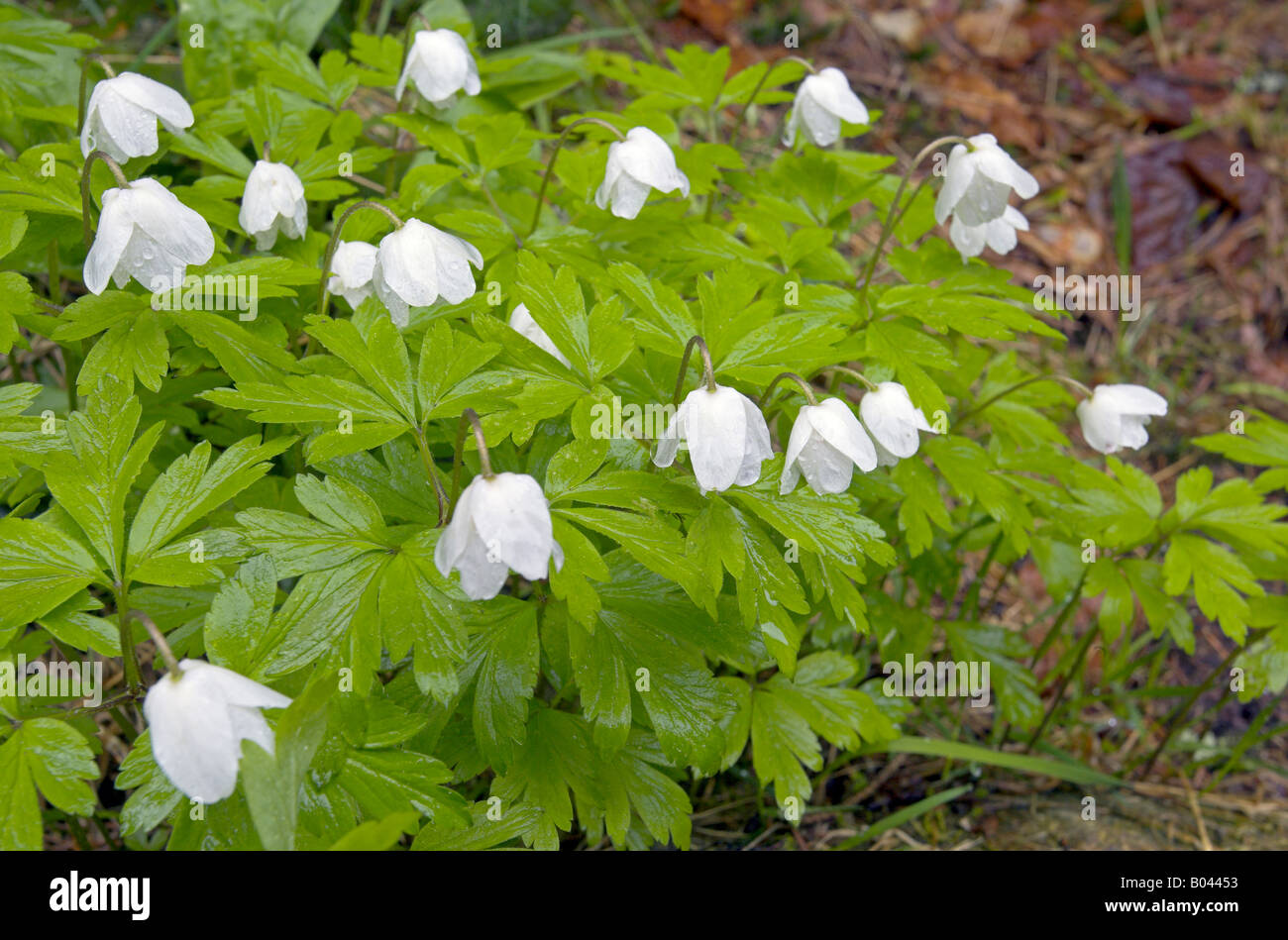Wood Anemone anemone nemorosa wood anemone windflower smell fox anemone