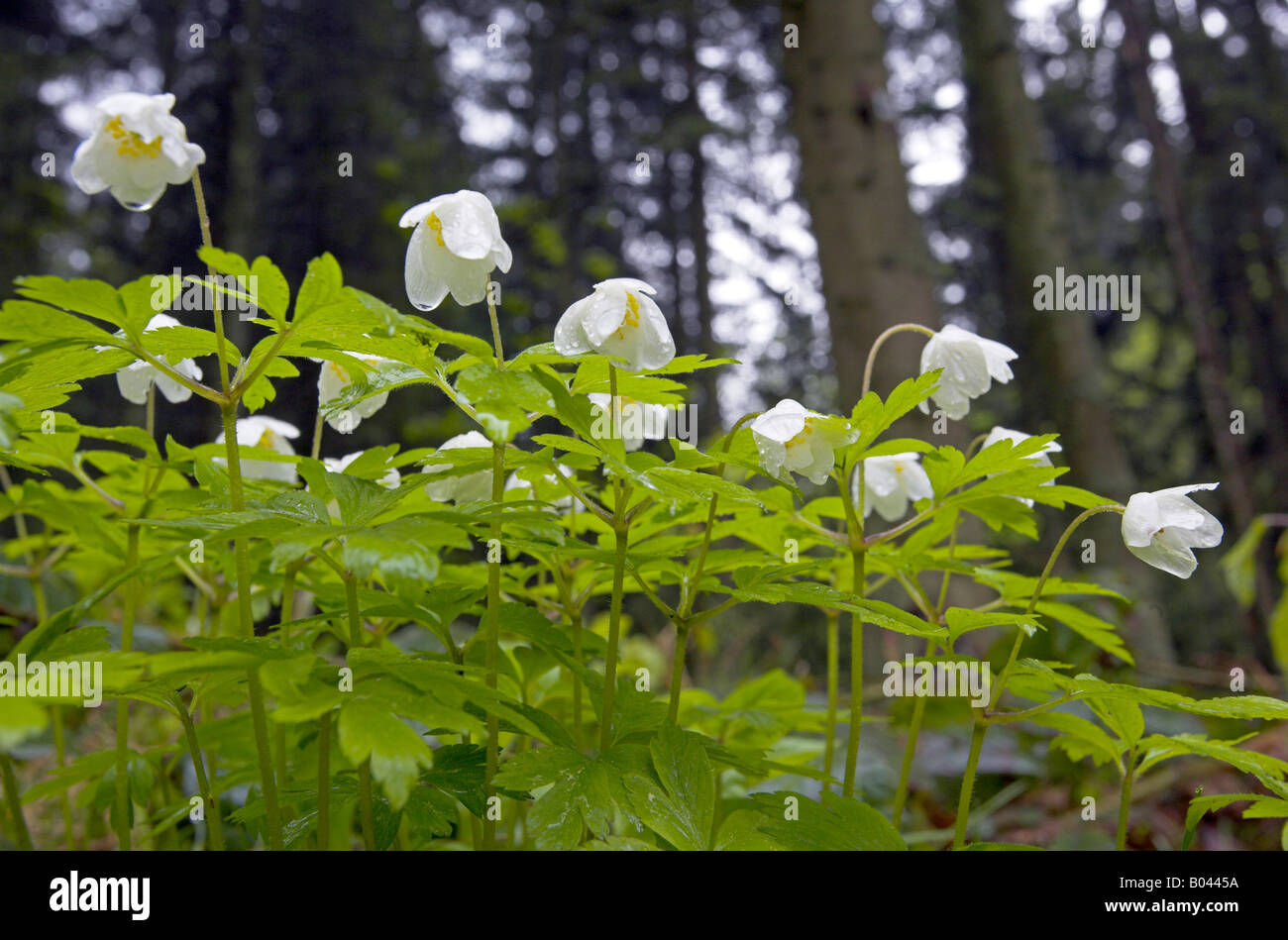 Wood Anemone anemone nemorosa wood anemone windflower smell fox anemone