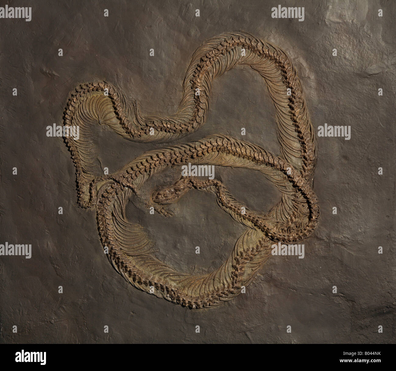 Boa Giant Snake fossil in the pit Messel, Darmstadt, Dieburg, Germany Stock Photo