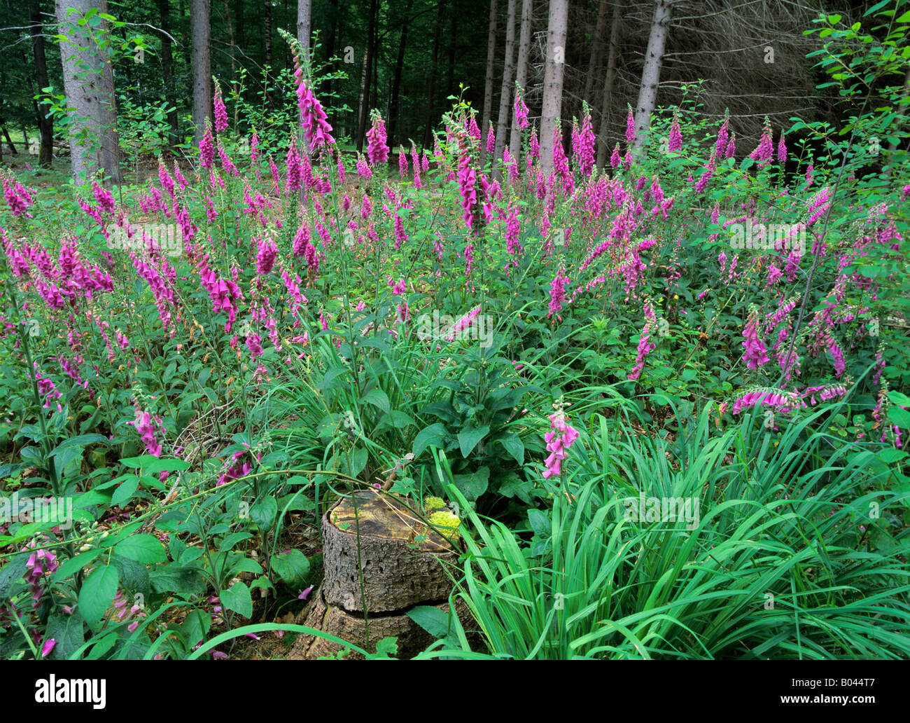Roter Fingerhut digitalis purpurea europe Stock Photo Alamy