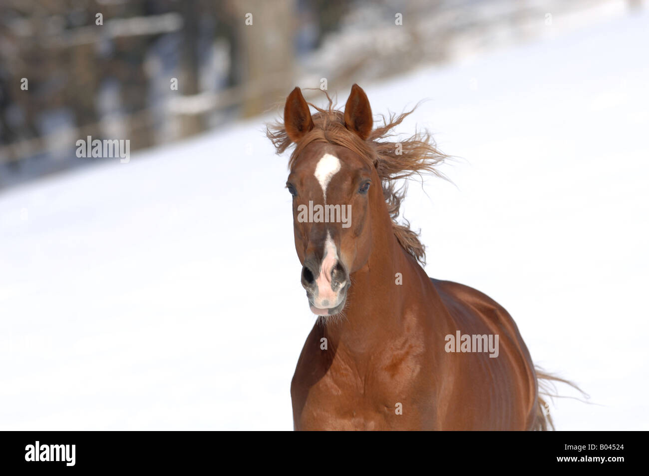 Russisches Vollblutpferd Russian Thouroghbred Vollblutaraber russian arabian thoroughbred Stock Photo