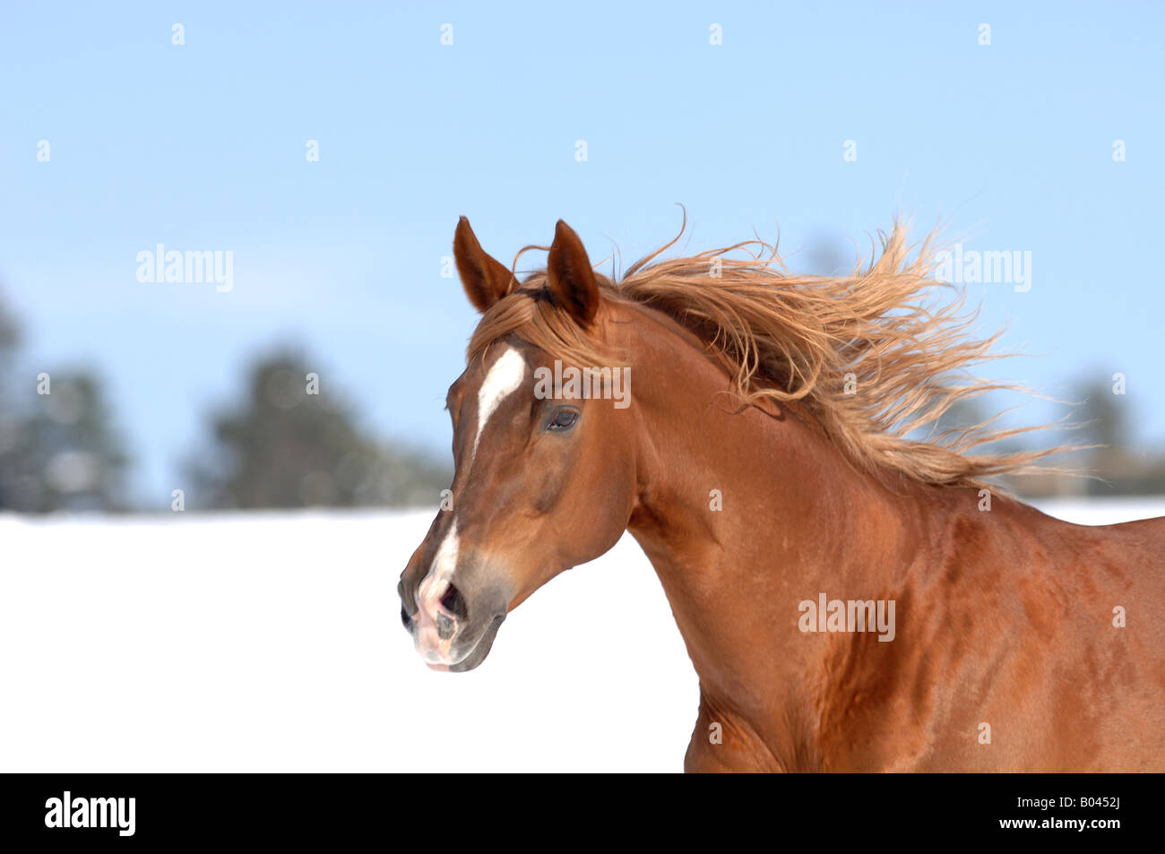 Russisches Vollblutpferd Russian Thouroghbred Vollblutaraber russian arabian thoroughbred Stock Photo