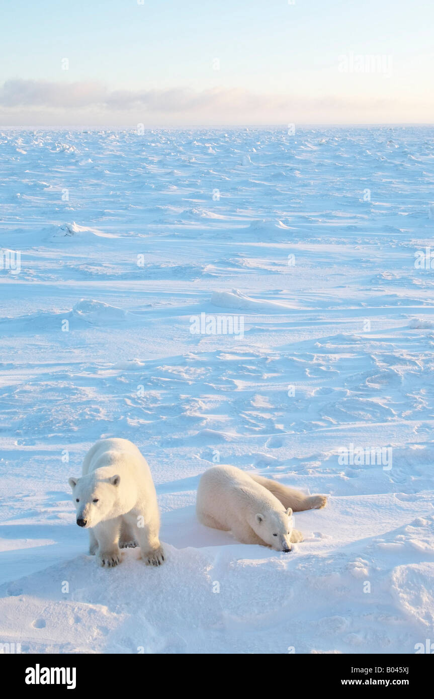 Polar Bears Huddled in Snow Stock Photo