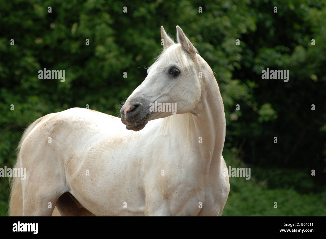 Schimmelpferd Schimmel grey Horse gray Horse white Horse Stock Photo