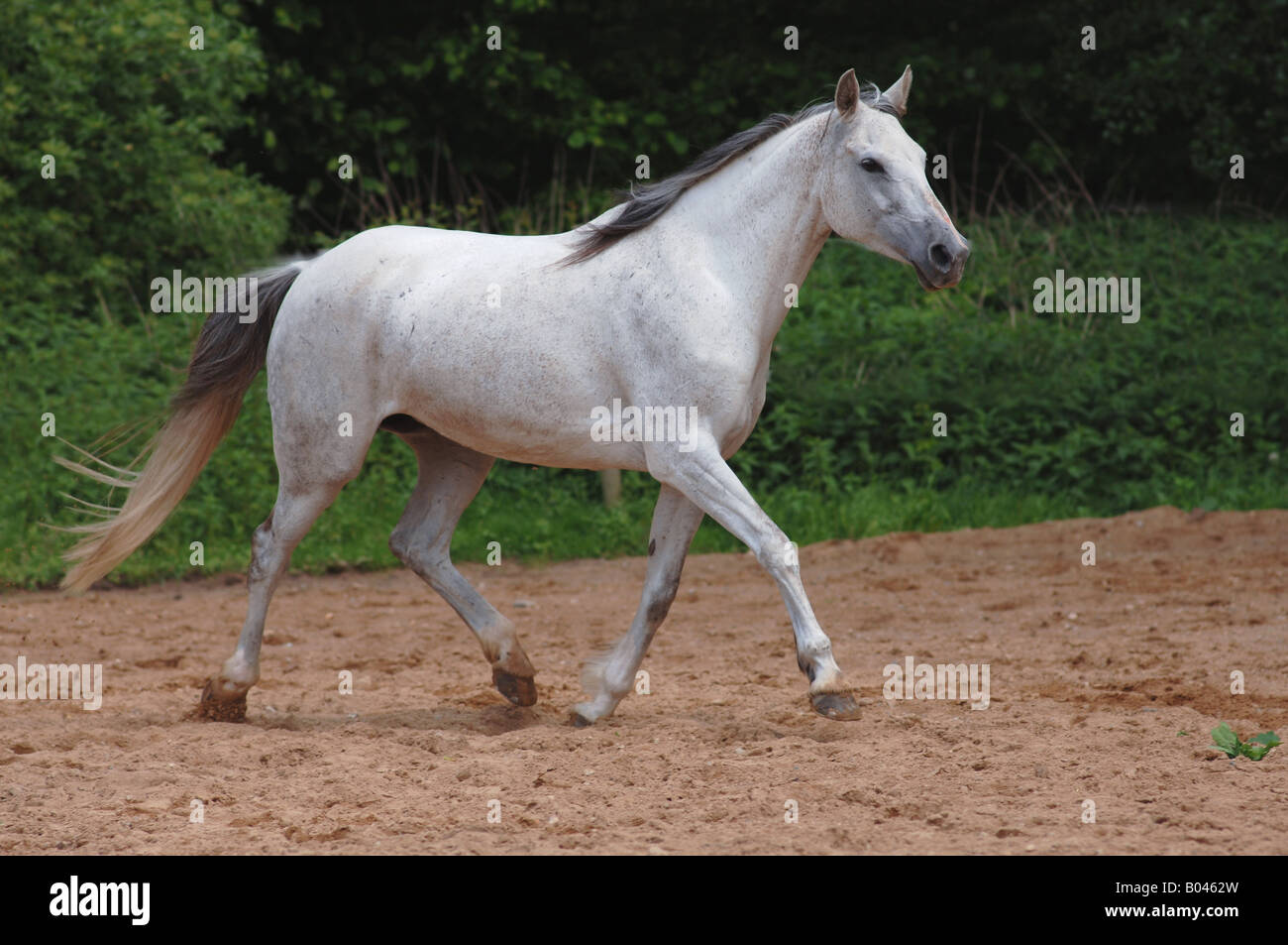 Schimmelpferd Schimmel grey Horse gray Horse white Horse Stock Photo
