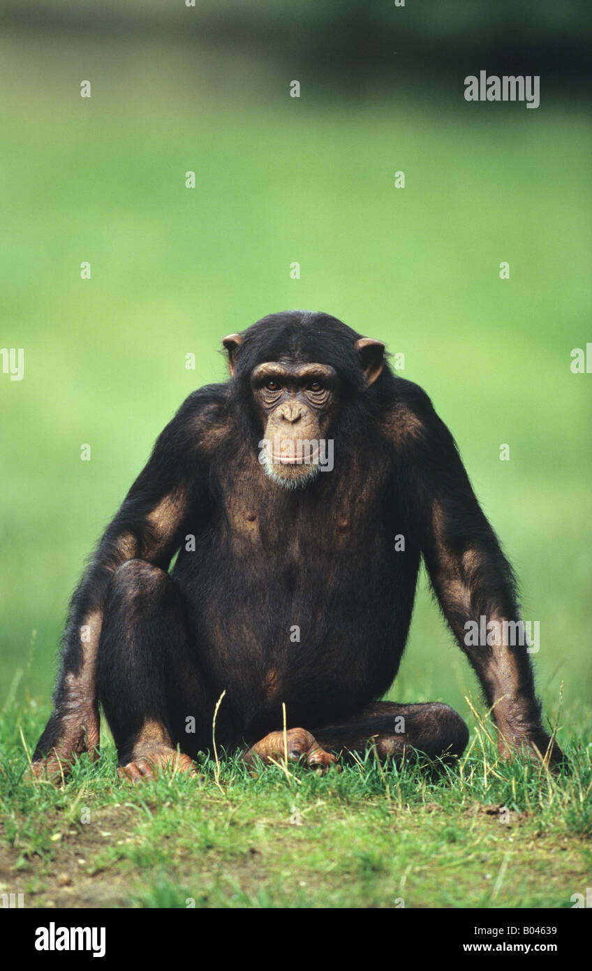 Schimpansen Chimpanzee Pan troglodytes Stock Photo
