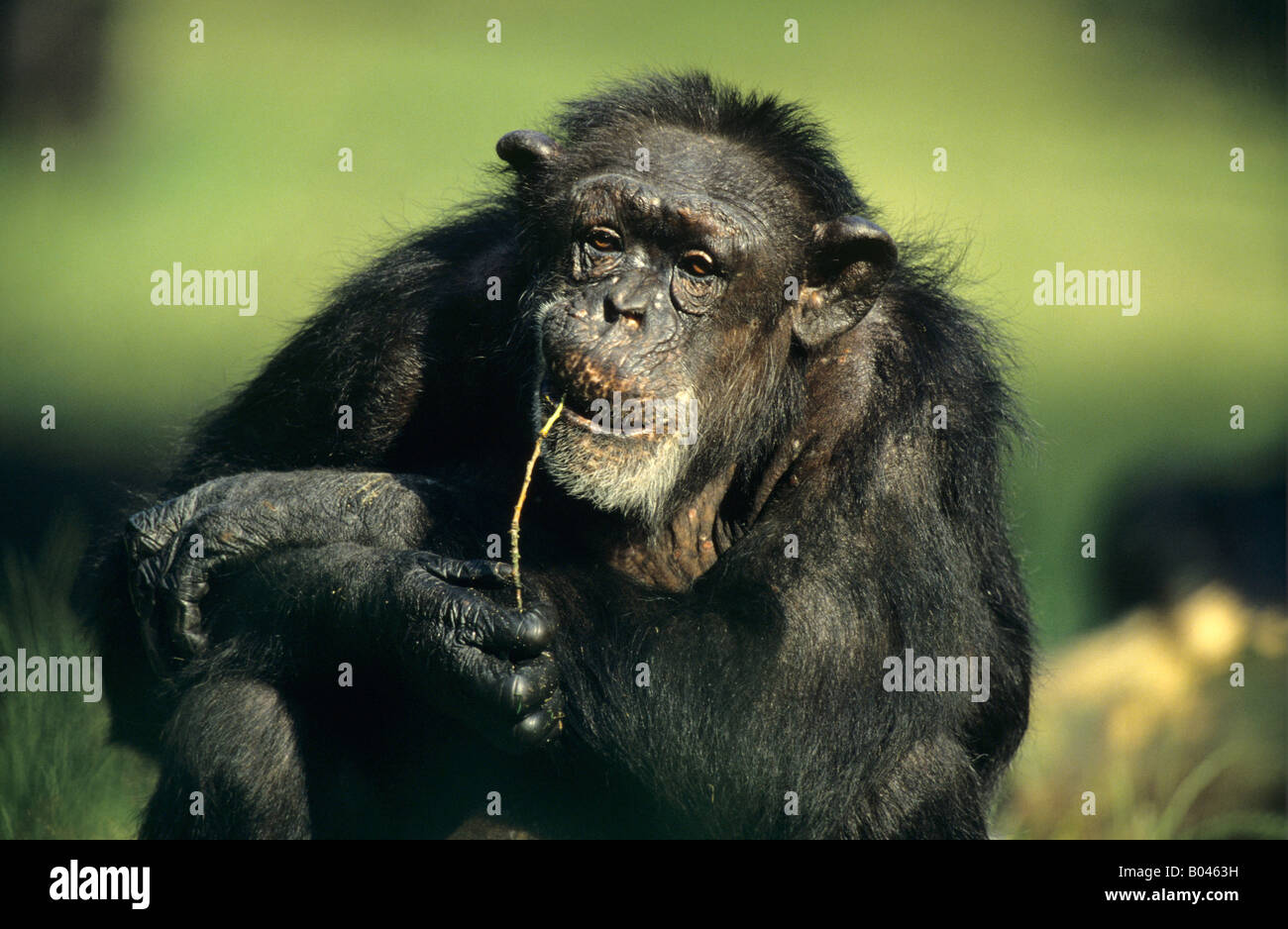 Schimpansen Chimpanzee Pan trog lodytes Stock Photo