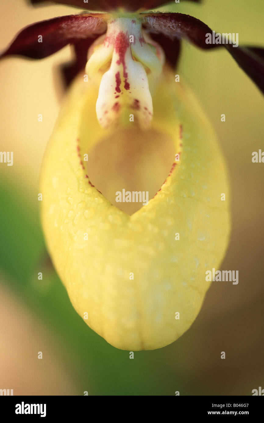 lady s slipper orchid meadow danube vally germany Cypripredium calceolus Orchidaceae Gelber Frauenschuh Stock Photo