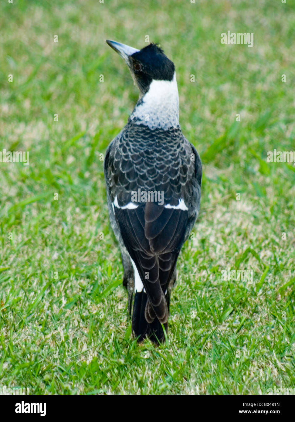 Juvenile Australian Magpie Stock Photo - Alamy
