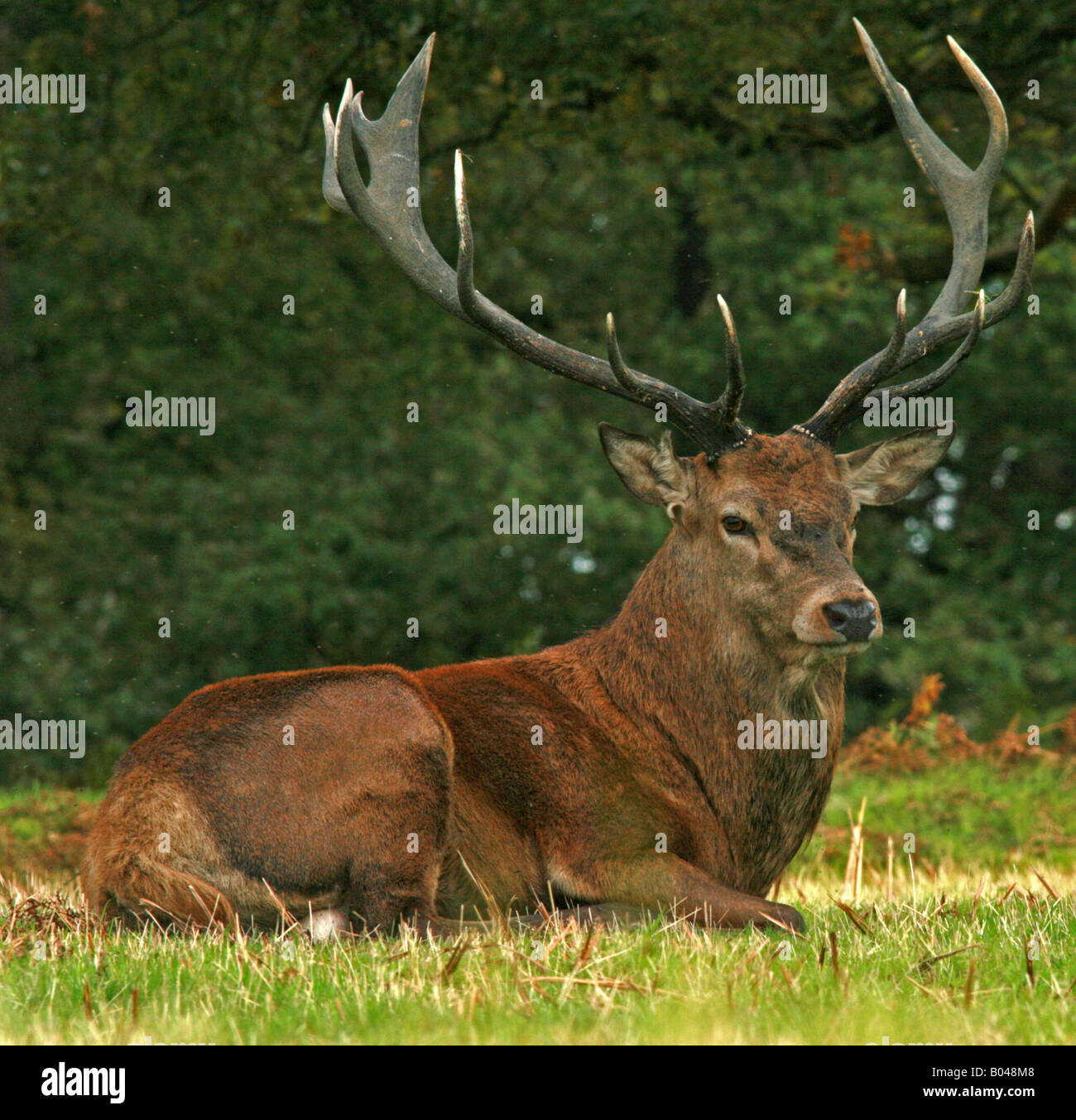 Red Deer Cervus Elaphus Stock Photo - Alamy