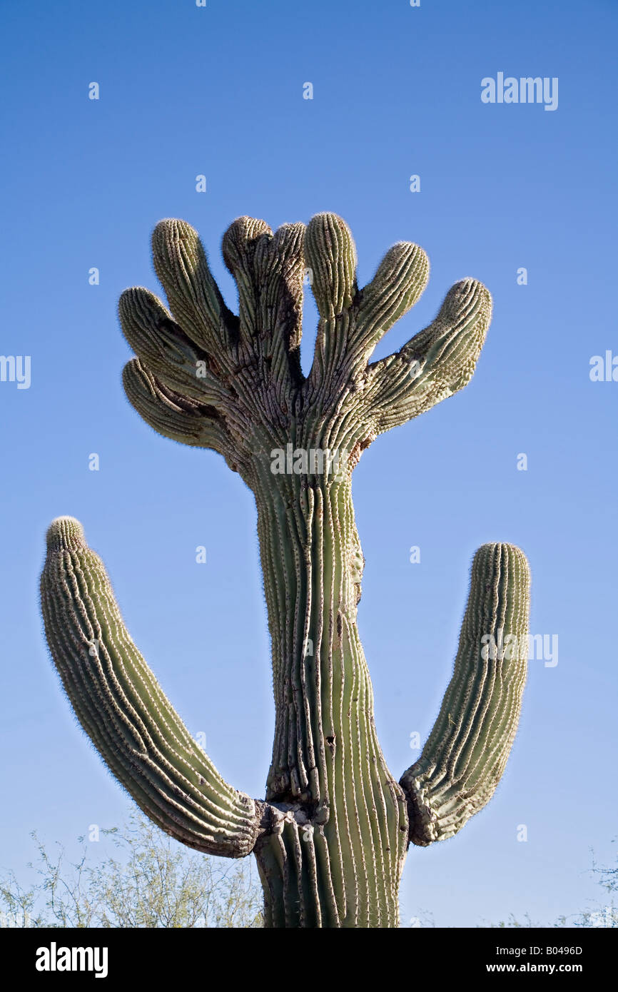 Sahuarita Arizona A rare crested saguaro cactus grows in the Sonoran Desert Stock Photo