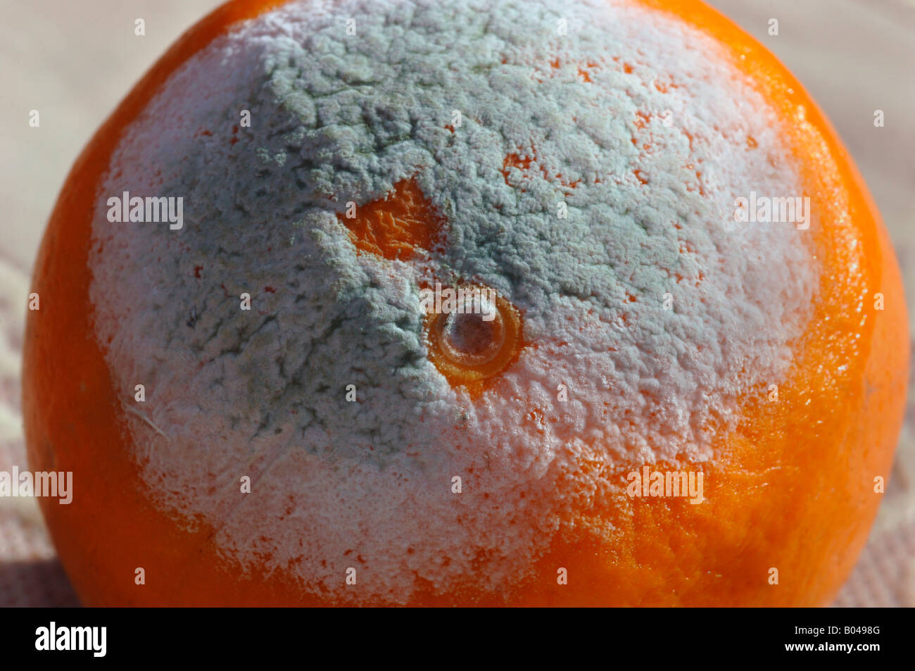 Mold Growing On An Orange Stock Photo Alamy