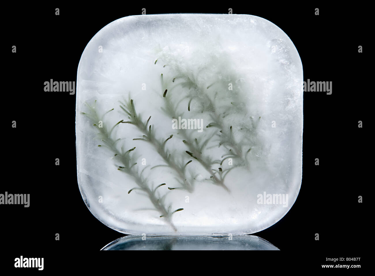 Frozen rosemary Stock Photo 17307020 Alamy