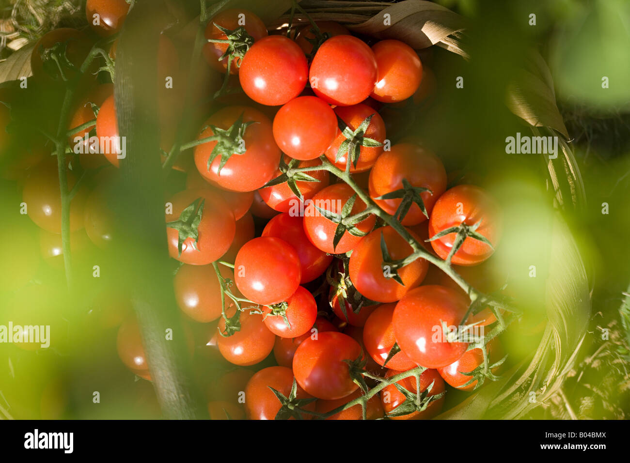 Tomatoes on a vine Stock Photo Alamy