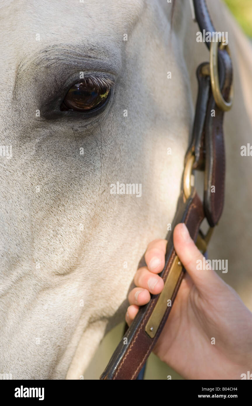 Close up on a horse head Stock Photo