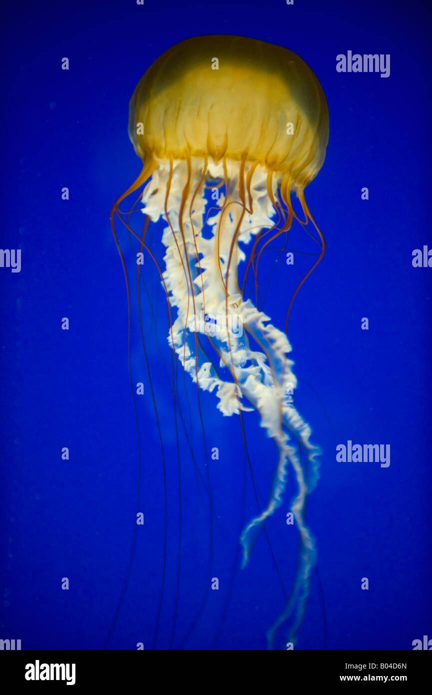 Pacific Sea Nettle (Chrysaora fuscescens) Oregon Coast Aquarium, Newport, OREGON Stock Photo