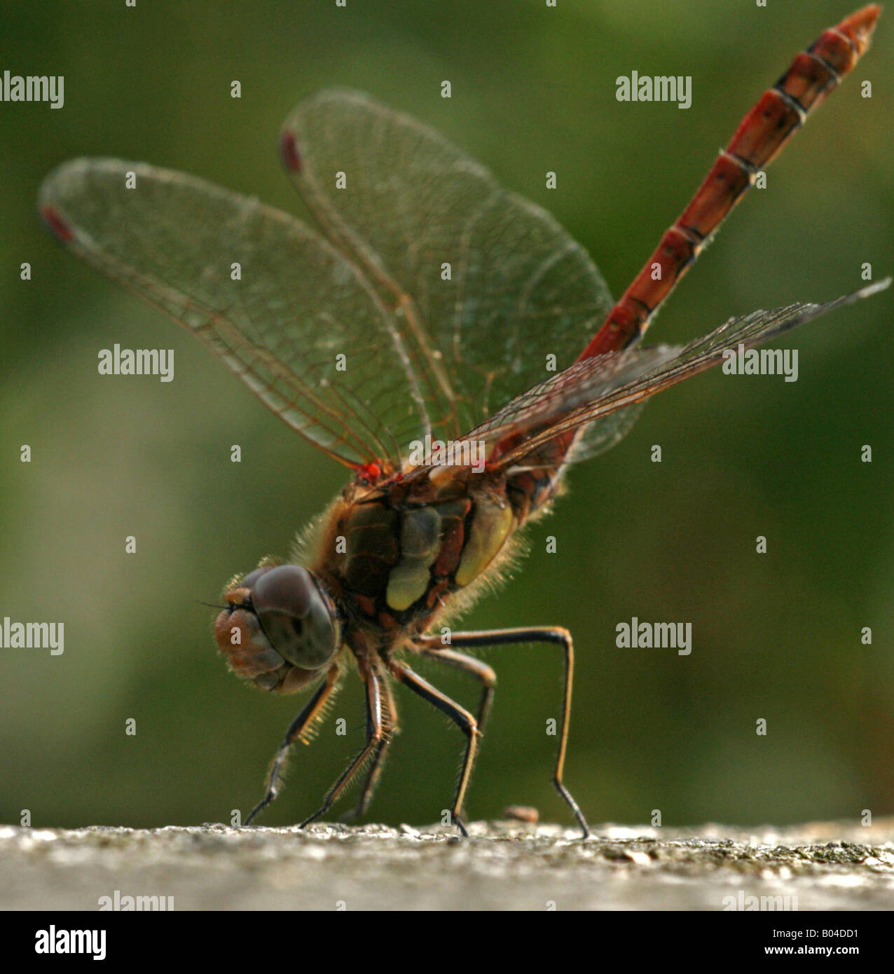 Dragonfly Odonata Stock Photo