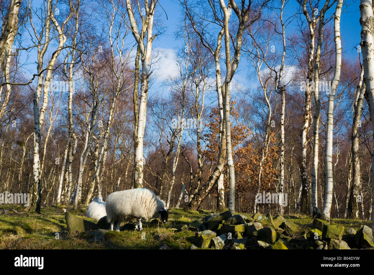 Sheep Grazing in Bolehill Wood in the Peak District Stock Photo