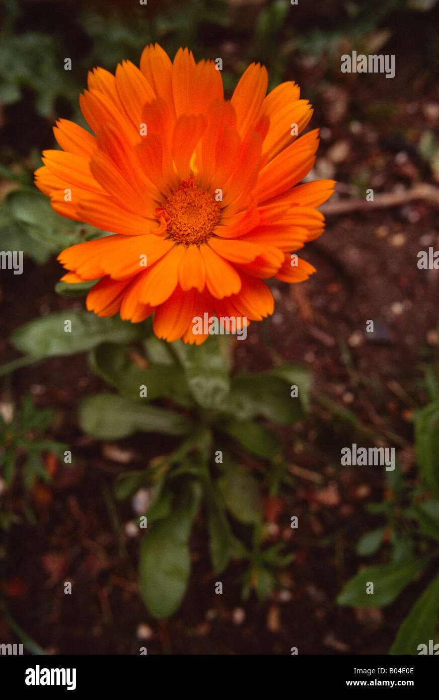 Marigold Calendula Officinalis Stock Photo