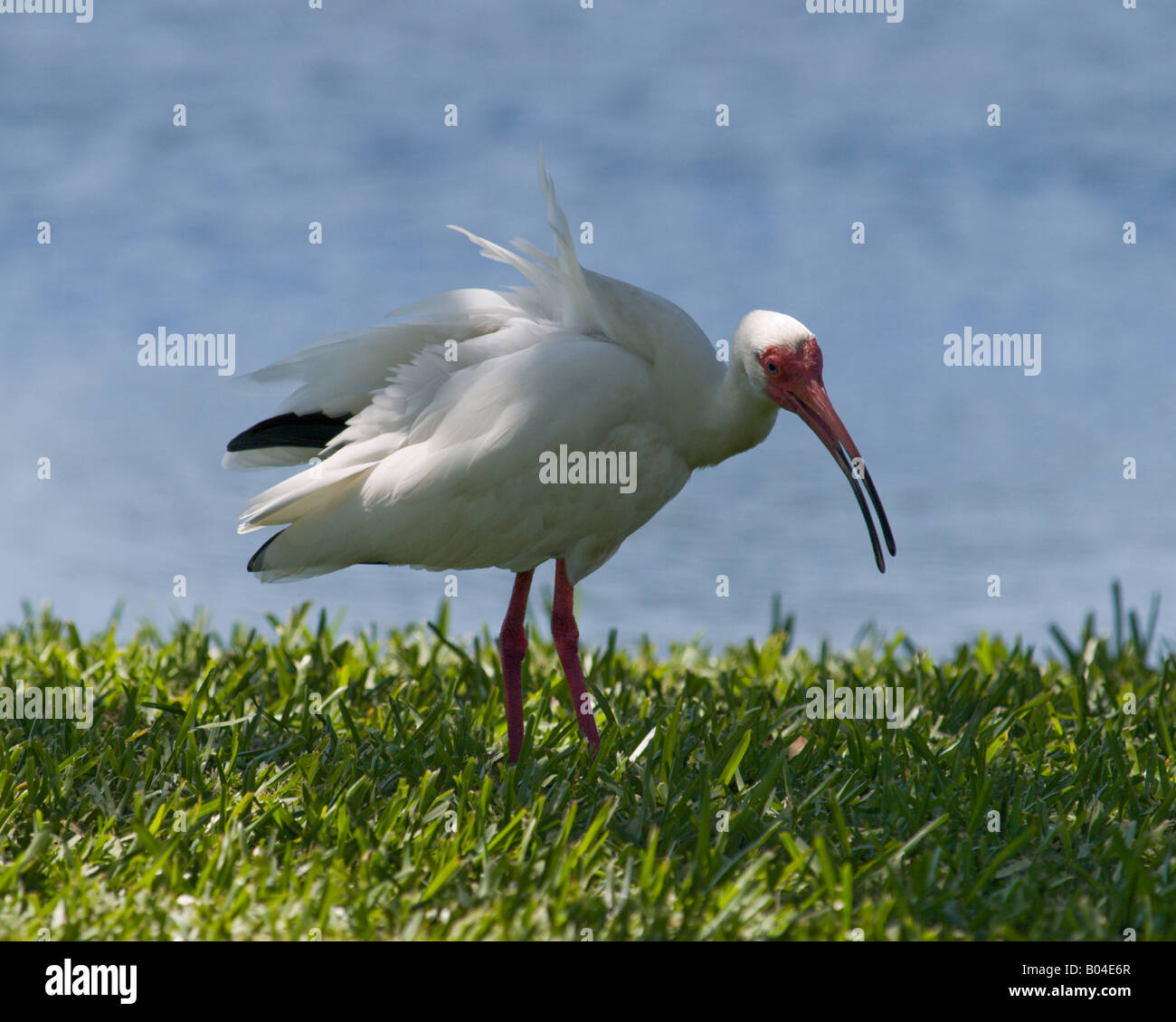 WHITE IBIS DRIES OFF IN THE SPRING SUNSHINE AFTER SEARCHING FOR POLLYWOGS IN THE POND THIS EUDOCIMUS ALBUS LIVES ON CENTRAL FLO Stock Photo