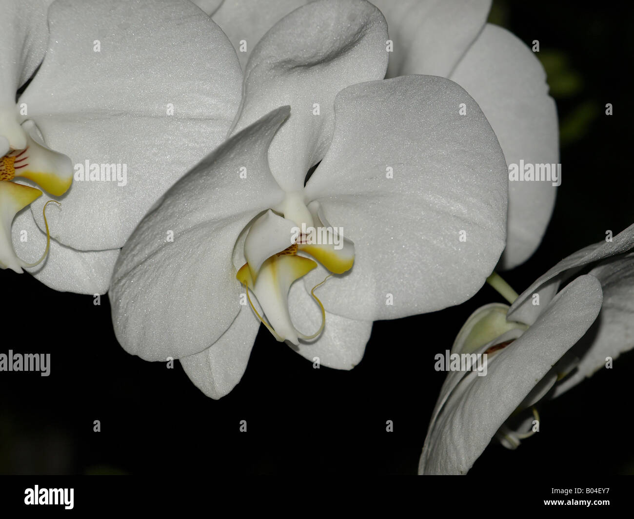 Yellow centre hires stock photography and images Alamy