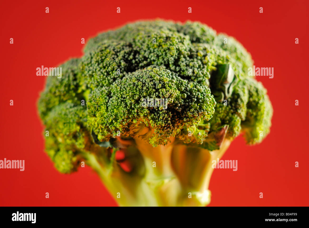 Broccoli Plant (Brassica oleracea Stock Photo Alamy