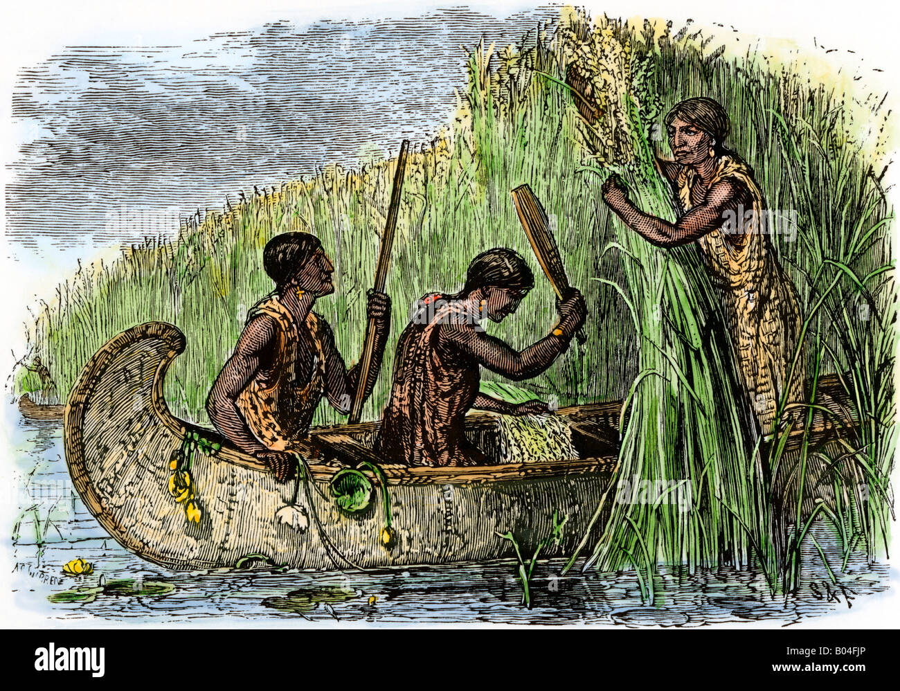 Wild rice harvesting Native American method