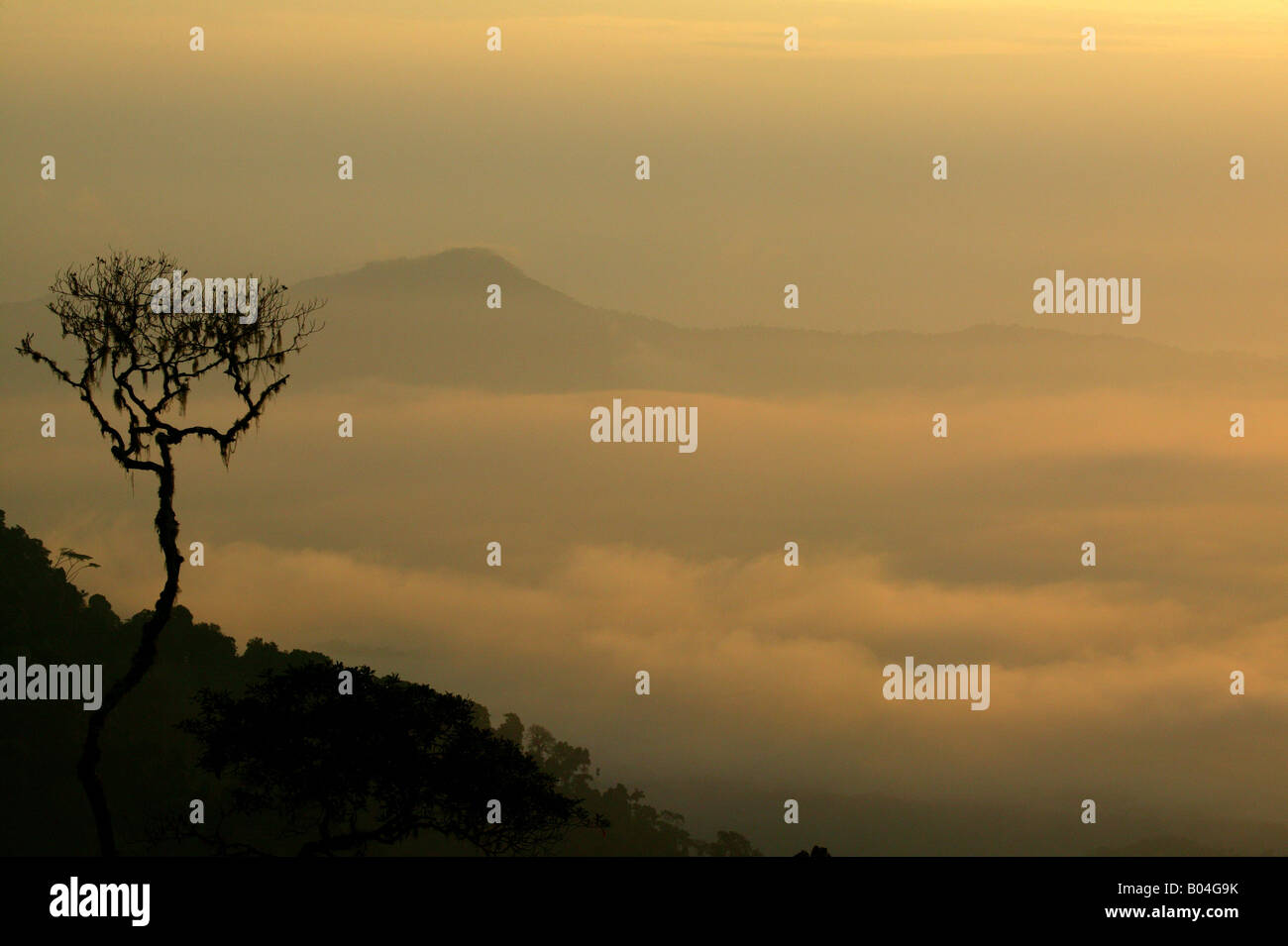 Misty rainforest at sunrise seen from Cerro Pirre in Darien national park, Darien province, Republic of Panama. Stock Photo