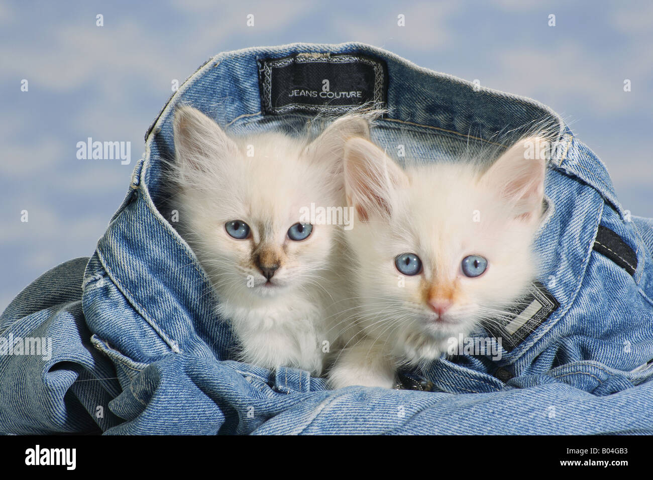 Sacred cat of Burma - two kittens in jeans Stock Photo - Alamy