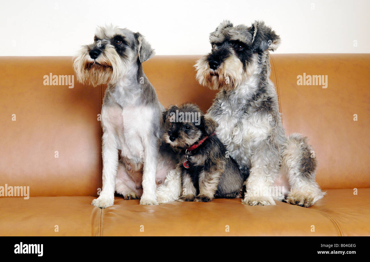 Miniature Schnauzer puppy with its parents Stock Photo