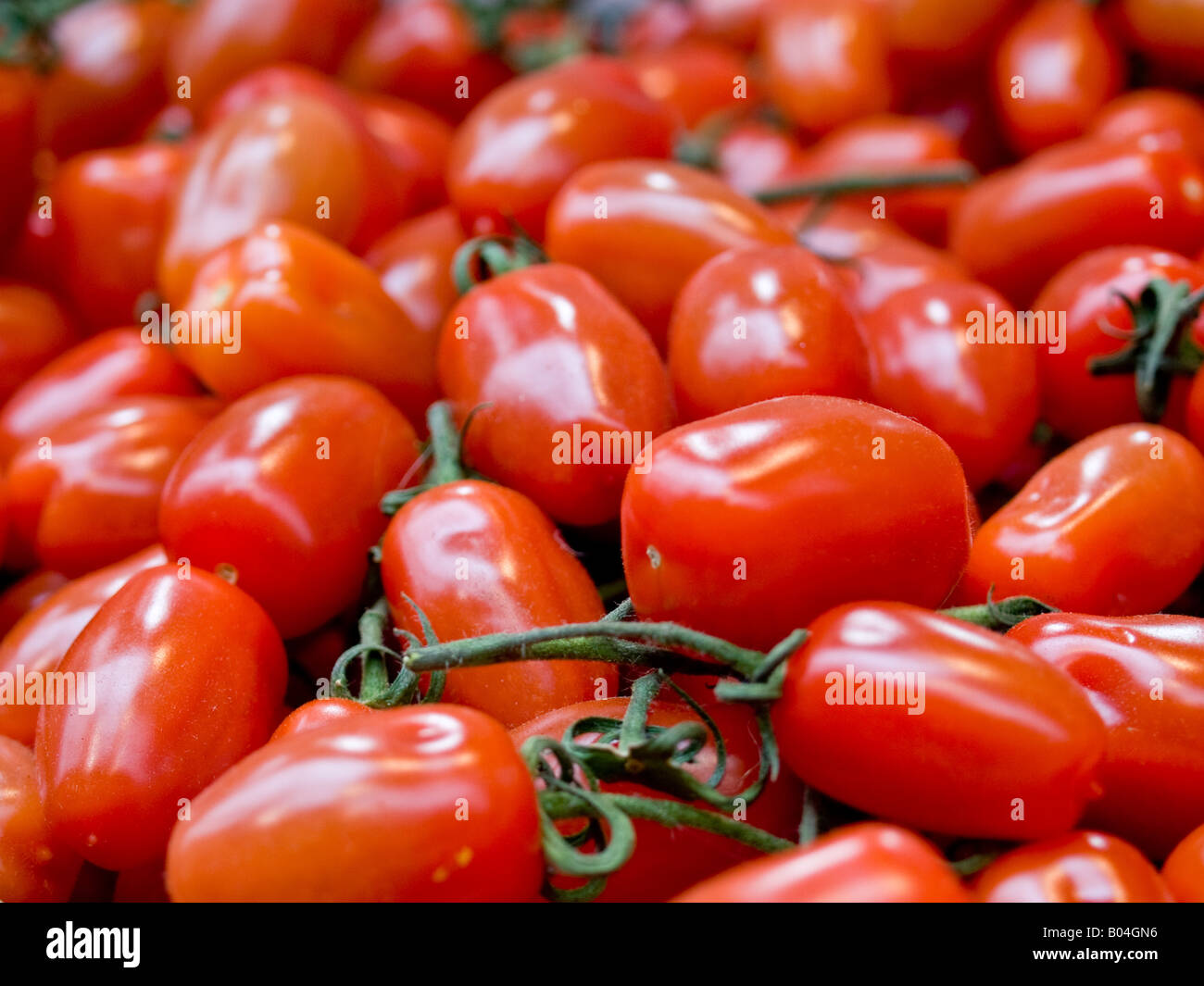 fresh ripe tomatoes Stock Photo