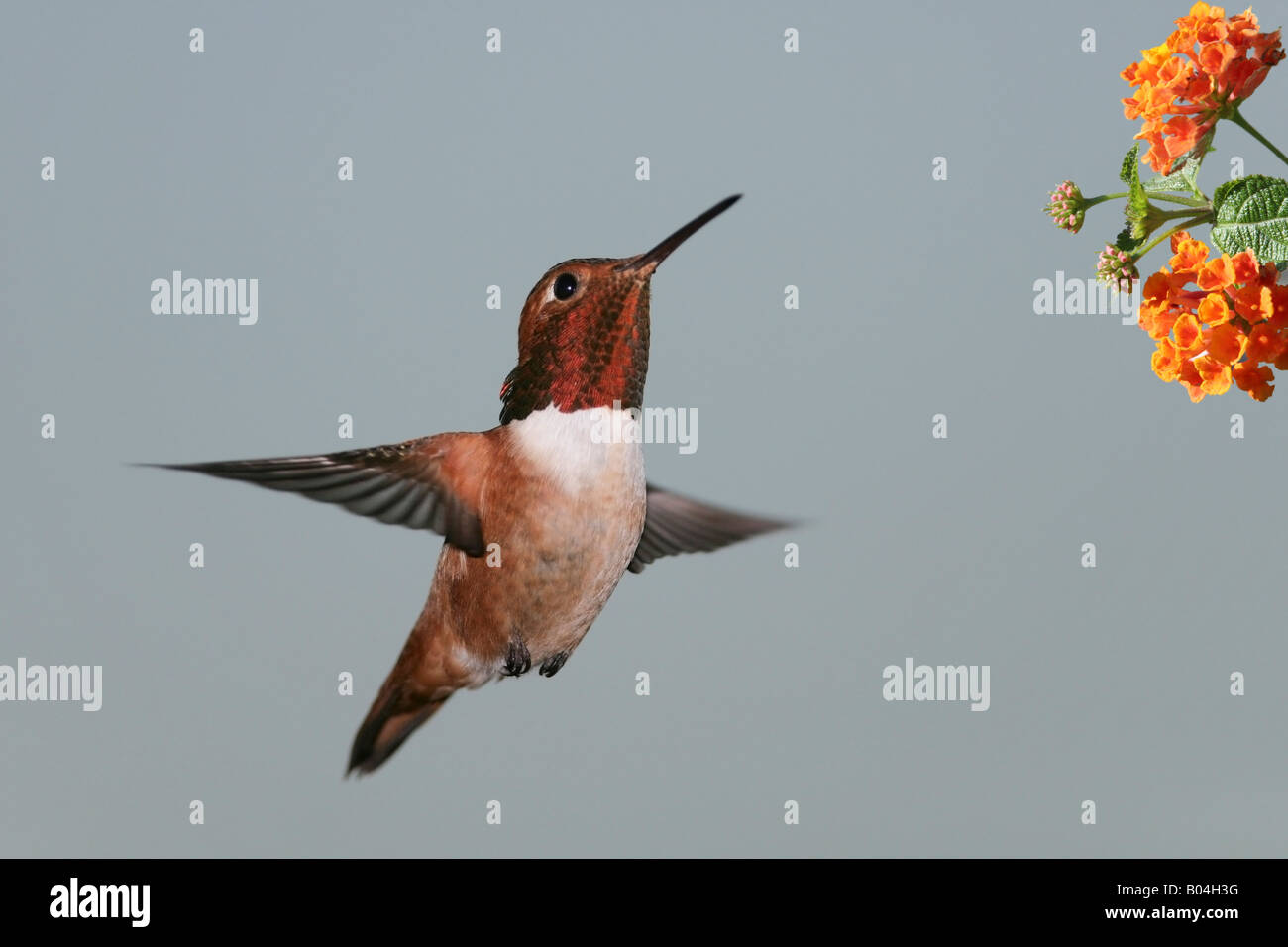 Male Ruffous Hummingbird Rufous Hummingbird, male Stock Photo - Alamy