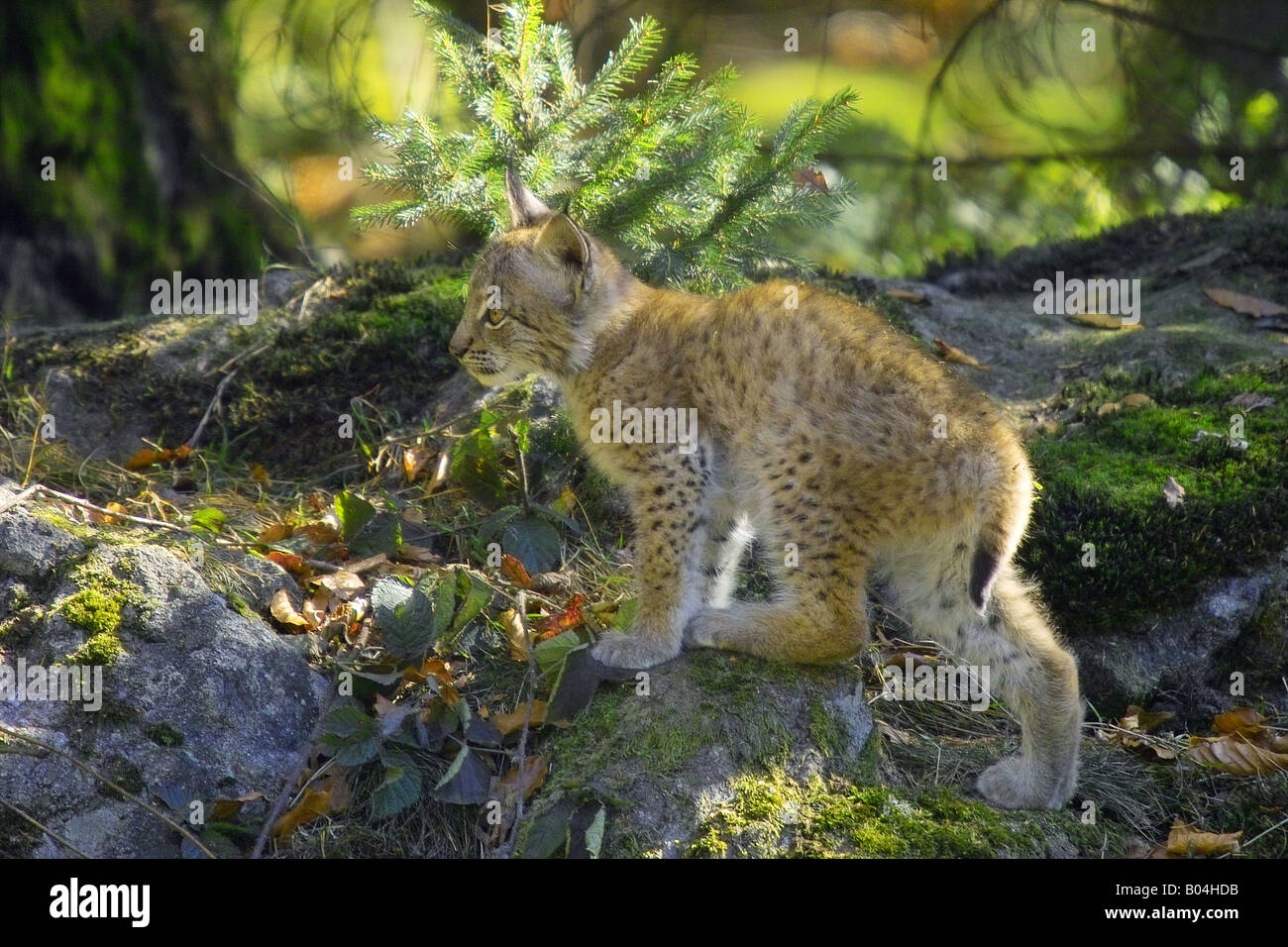 Young Lynx - Standing / Lynx, Lynx Stock Photo - Alamy