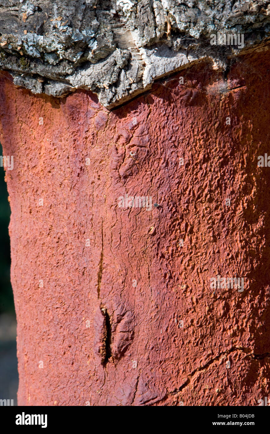 Quercus suber cork tree in hires stock photography and images Alamy
