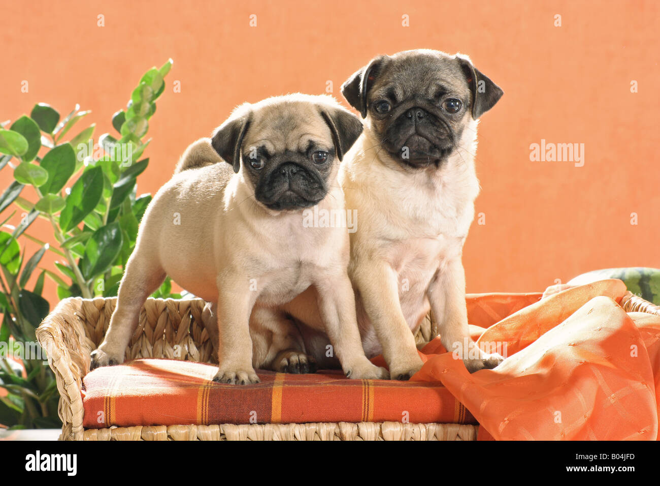 two young pugs on sofa Stock Photo