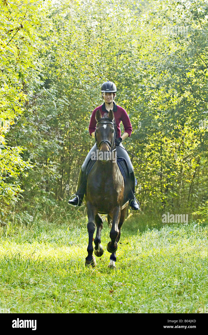 Young lady rider galloping on back of her German horse Stock Photo - Alamy