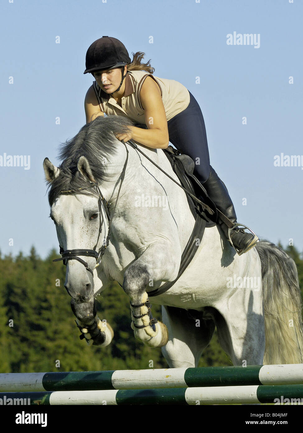 Young lady rider jumping on back of a German horse Stock Photo Alamy
