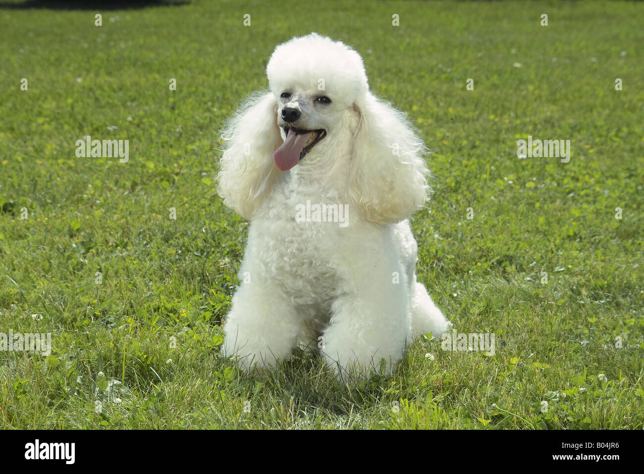 white miniature poodle