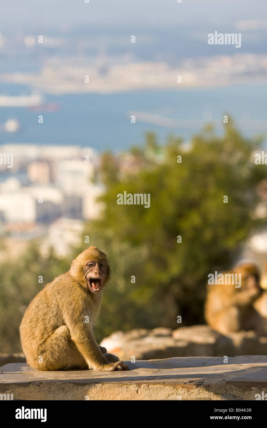 Barbary Macaques (aka Barbary Apes), Macaca sylvanus, The Rock of Gibraltar, Gibraltar, Britain, United Kingdom. Stock Photo
