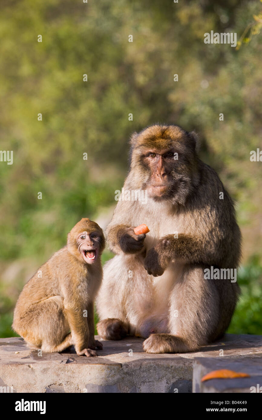 Barbary Macaques (aka Barbary Apes), Macaca sylvanus, The Rock of Gibraltar, Gibraltar, Britain, United Kingdom. Stock Photo