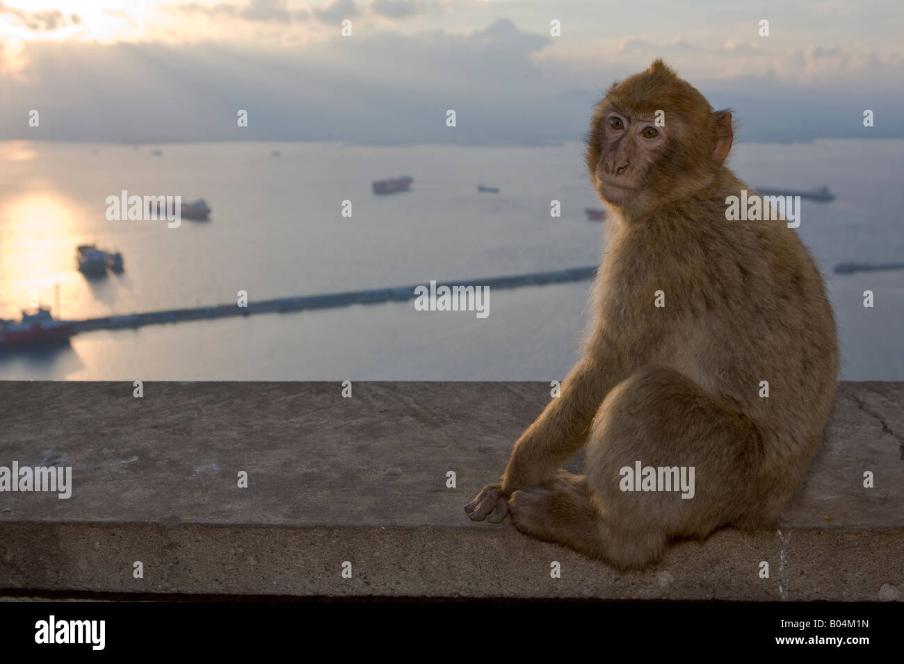 Young Barbary Macaque (aka Barbary Ape), Macaca sylvanus, at the apes den on The Rock of Gibraltar, Gibraltar, Costa de la Luz Stock Photo