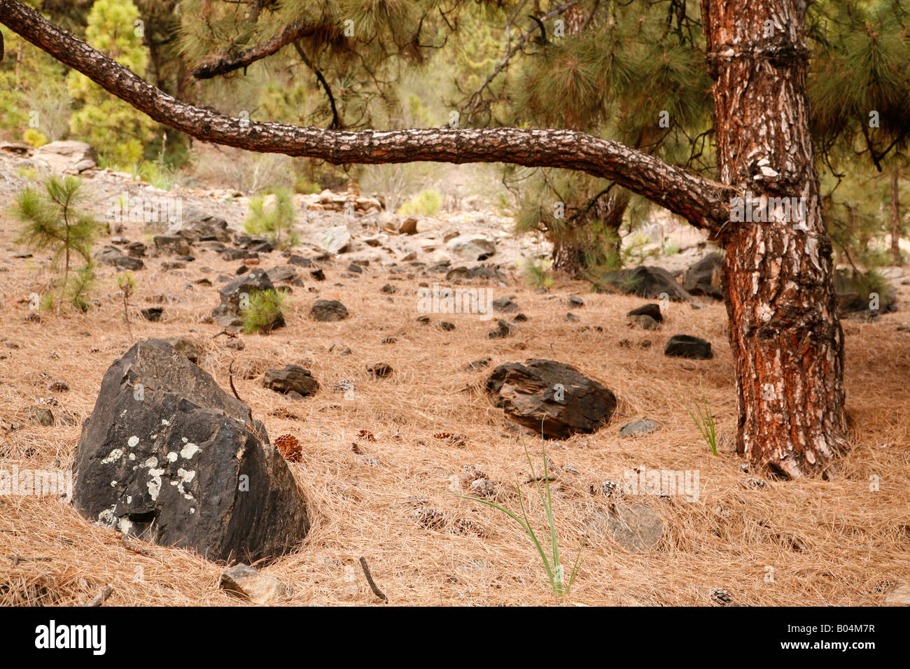 Old Forest Rocks Old Tree and rocks in a forest in Tenerife Stock Photo - Alamy