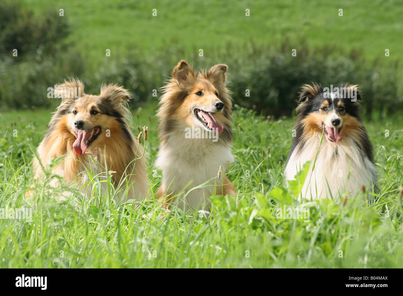 three Shelties sitting in high grass Stock Photo Alamy