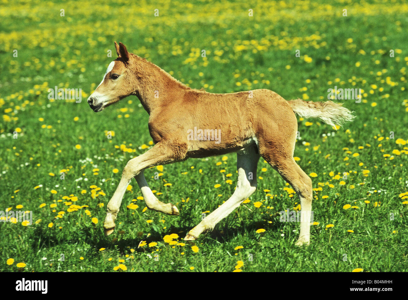 4 weeks old Haflinger horse colt foal Stock Photo